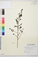 藏品(小葉黃鱔藤)的圖片