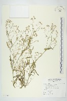 藏品(銀膠菊)的圖片