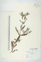 藏品(鱧腸)的圖片