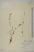 藏品(女婁菜)的圖片