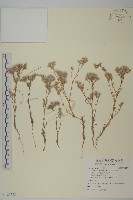 藏品(白鼓釘)的圖片