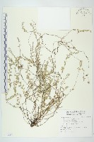 藏品(土丁桂)的圖片