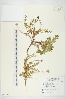 藏品(狗娃花)的圖片