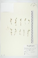 藏品(石胡荽、吐金草)的圖片