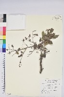 藏品(米飯花)的圖片