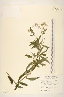藏品(一枝香)的圖片