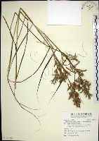 藏品(扭鞘香茅)的圖片