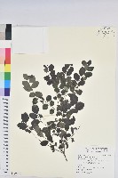 藏品(紅仔珠)的圖片