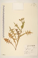 藏品(苦苣菜)的圖片