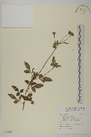 藏品(白花鬼針)的圖片