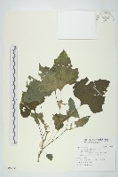 藏品(蒼耳、羊帶來)的圖片