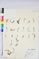 藏品(小葉大戟)的圖片