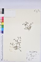 藏品(匐根大戟)的圖片