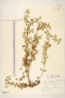 藏品(天蓬草舅)的圖片