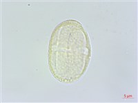 藏品(日本前胡)的圖片