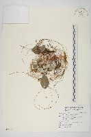 藏品(平原菟絲子)的圖片