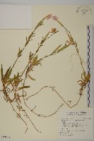 藏品(長萼瞿麥)的圖片