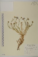 藏品(華南狗娃花)的圖片