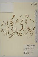 藏品(石竹、洛陽花、剪絨花)的圖片