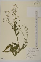 藏品(臺灣狗娃花)的圖片