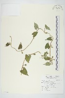 藏品(白花牽牛)的圖片