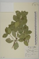 藏品(日本衛矛, 大葉黃楊)的圖片