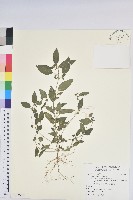 藏品(鐵莧菜)的圖片