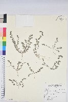 藏品(伏生大戟)的圖片