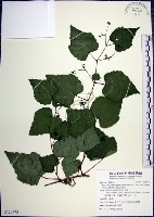 藏品(漢氏山葡萄)的圖片