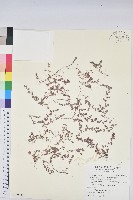 藏品(小葉大戟)的圖片