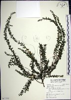 藏品(鐵掃帚、千里光)的圖片