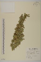 藏品(北仲, 刺裸實)的圖片