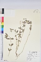 藏品(飛揚草)的圖片