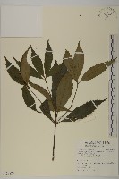 藏品(草珊瑚、紅果金粟蘭)的圖片