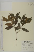 藏品(草珊瑚、紅果金粟蘭)的圖片