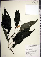 藏品(角桐草、台灣半蒴苣苔)的圖片