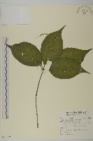 藏品(寬葉金粟蘭)的圖片