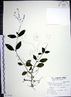 藏品(針刺草)的圖片