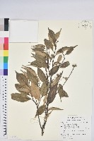 藏品(長尾栲、長尾柯、長尾尖葉櫧)的圖片