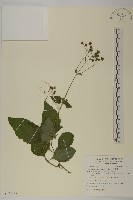 藏品(下田菊)的圖片