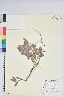 藏品(凹葉越橘)的圖片