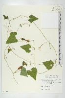 藏品(裸瓣瓜)的圖片