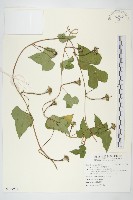 藏品(紅花野牽牛)的圖片