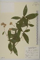 藏品(大頭艾納香)的圖片