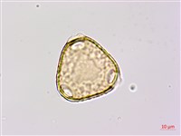 藏品(苗栗野豇豆)的圖片