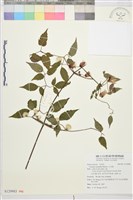 藏品(小木通)的圖片