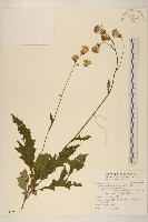 藏品(黃花三七草)的圖片