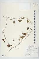 藏品(紅花野牽牛)的圖片