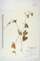 藏品(白花牽牛)的圖片