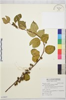 藏品(亞洲濱棗)的圖片